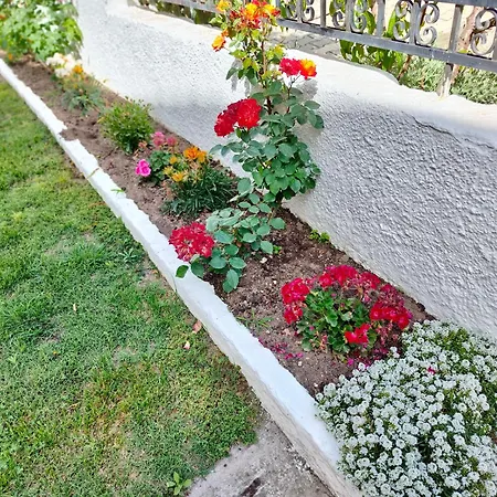 Aigaio * クリオピギ